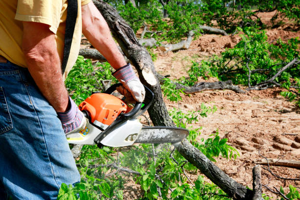 Tree Health Inspection in Williamsburg, KY